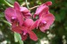 48_Orchidej - Botanická zahrada La Mortella
